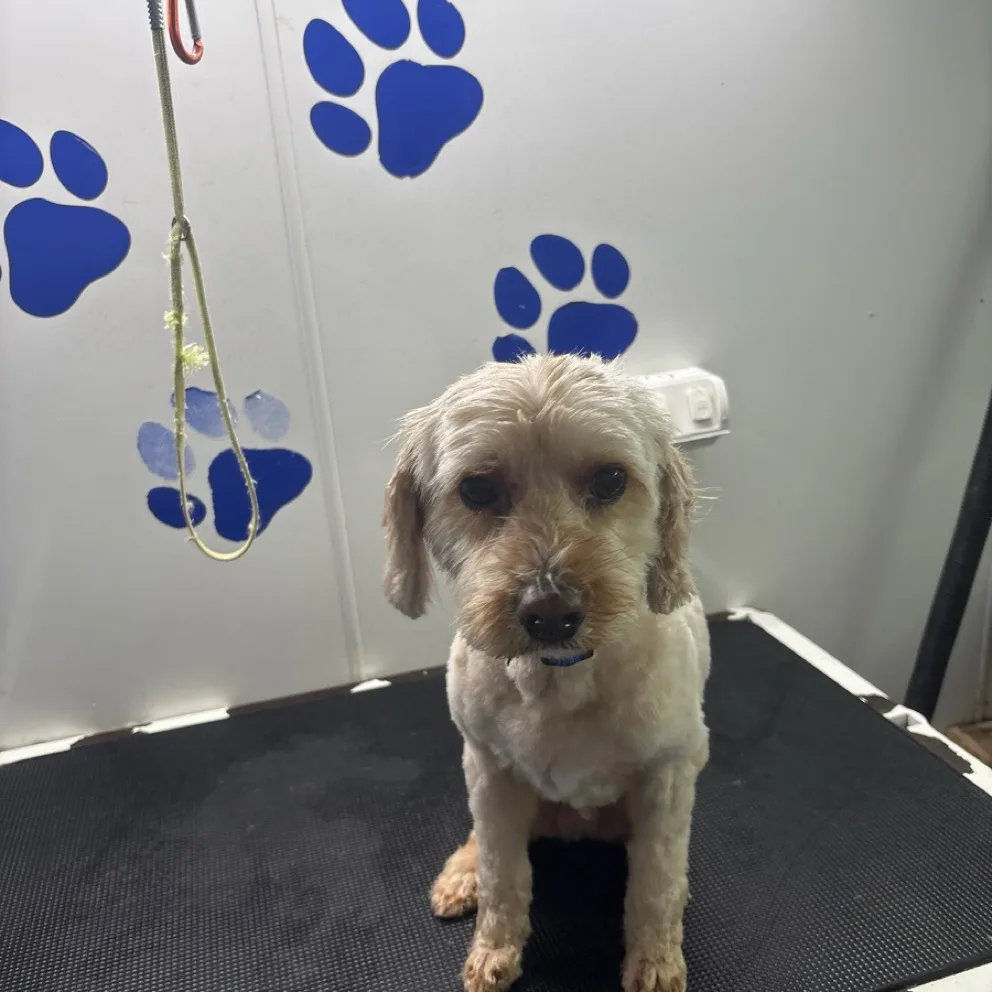 A cream cavoodle after a tidy mini groom on the grooming table