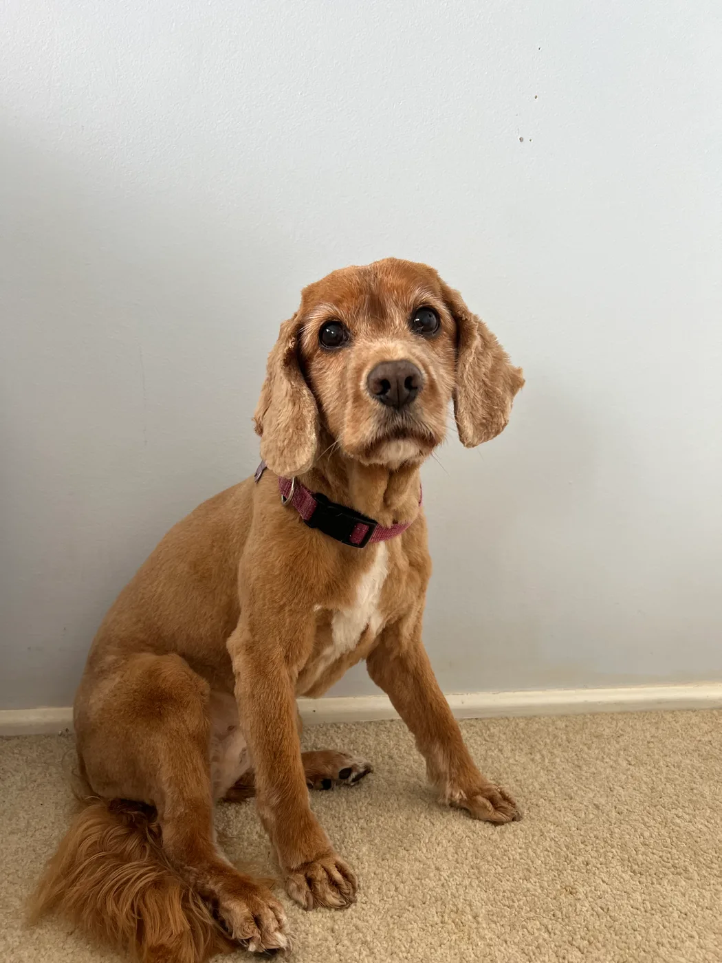 A golden cocker spaniel looking up at the camera after a groom