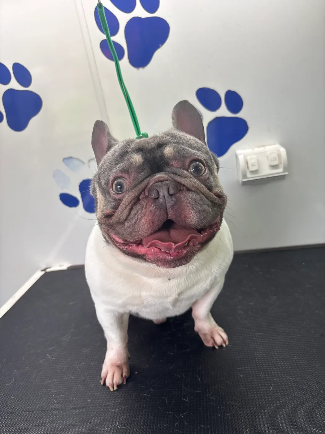 A happy French Bulldog after a wash and blow-dry, sitting on the grooming van mat