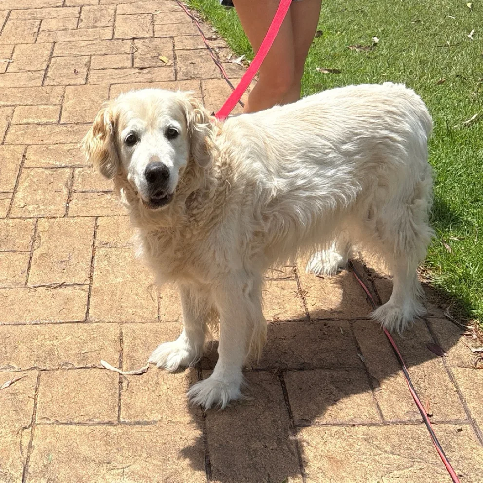 A Golden Retriever freshly washed and dried, standing outdoors