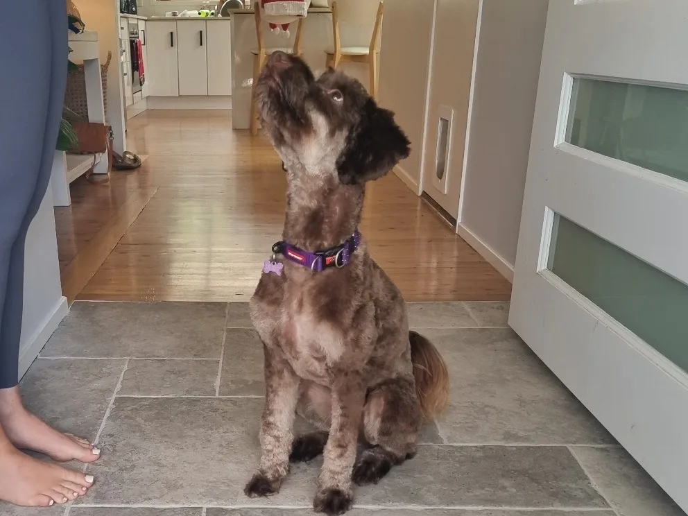 A chocolate-brown groodle with a neat full groom, sitting at home