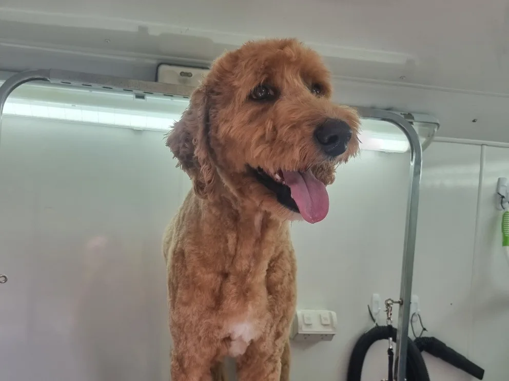 A freshly groomed apricot poodle-cross smiling in the Short Bark N Sides grooming van
