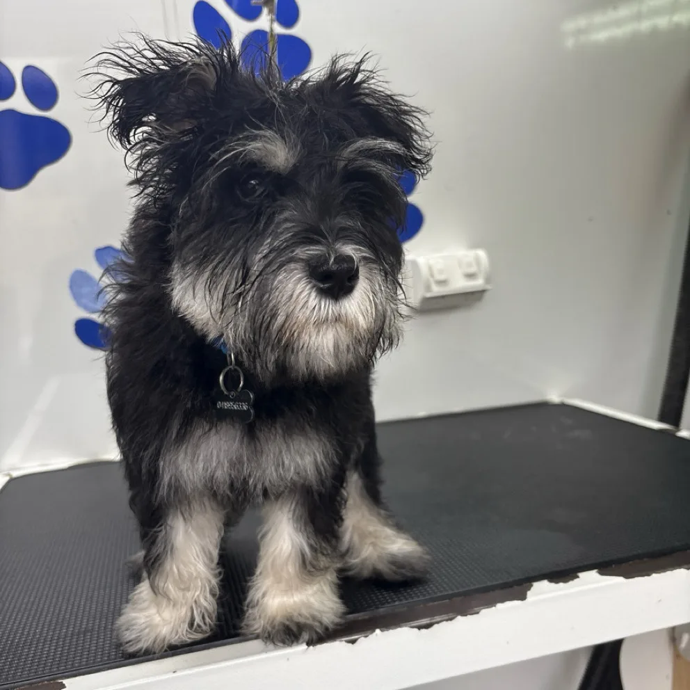 A black and silver schnauzer puppy standing on the grooming table