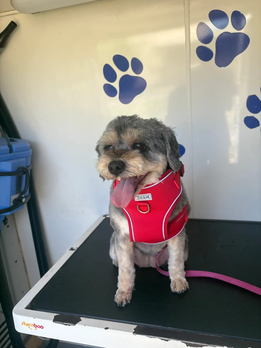 A Miniature Schnauzer in a red harness, freshly groomed and tidy