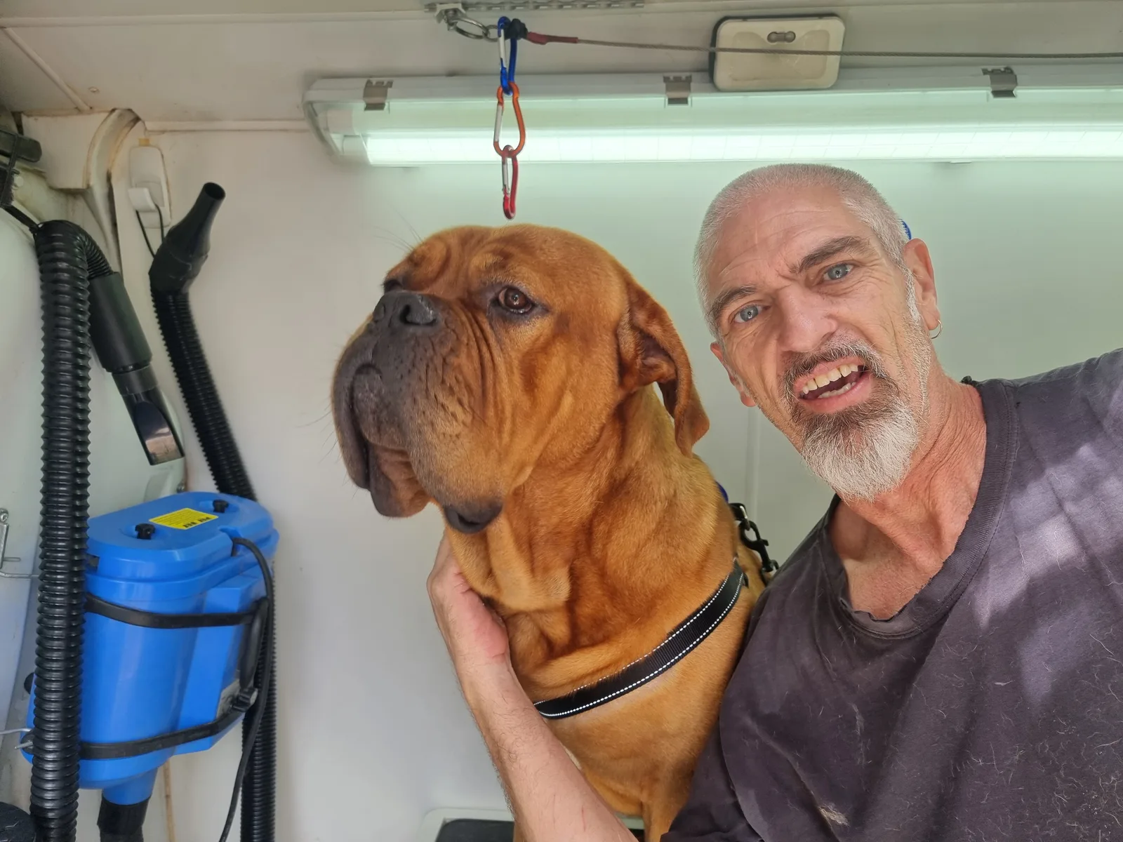 Steven, owner of Short Bark N Sides, with a French Mastiff inside his fully equipped mobile grooming van