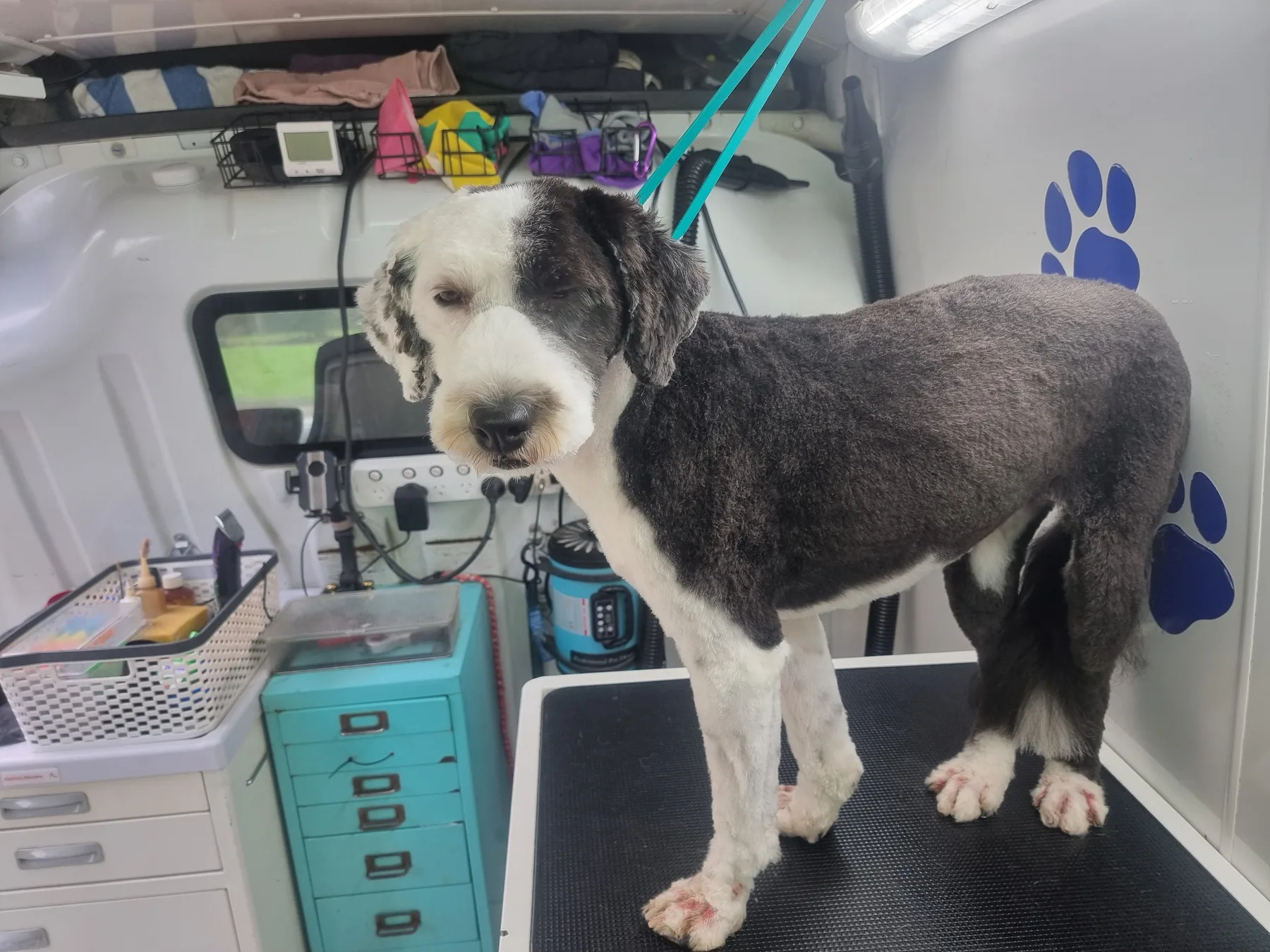 A freshly groomed sheepadoodle standing in the fully equipped mobile grooming van